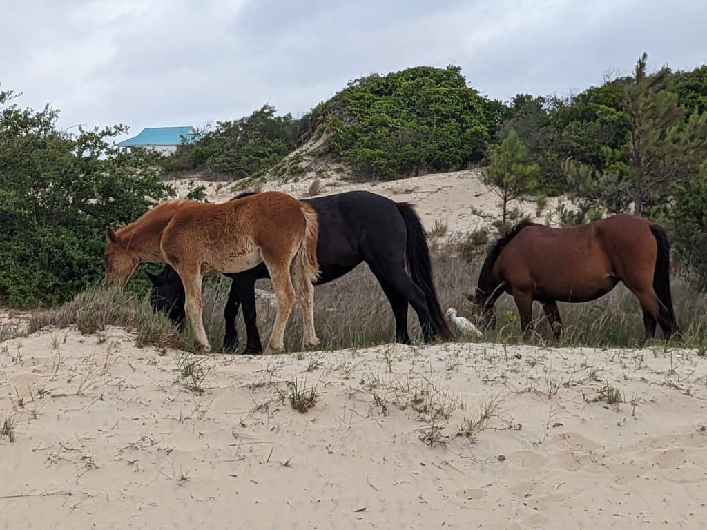 Wild horses on the beach on our family vacation where we cooked serial dinner parties