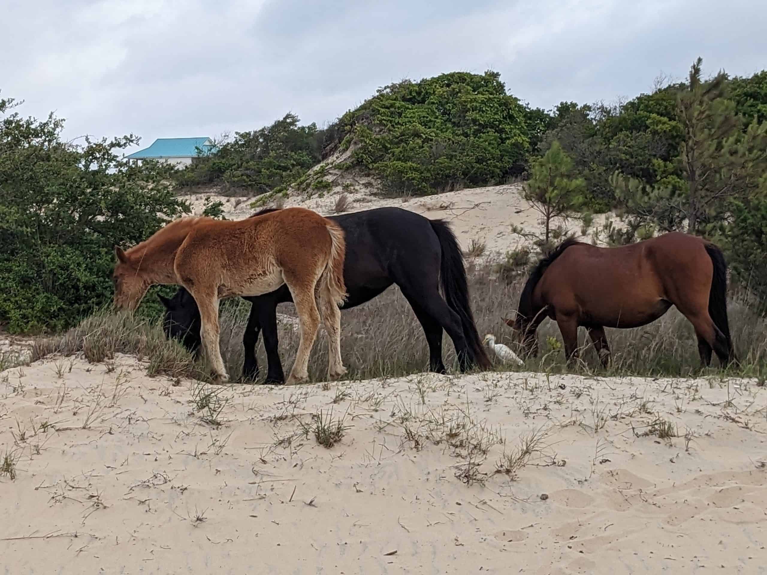 Wild horses on the beach from family vacation where we cooked serial dinner parties