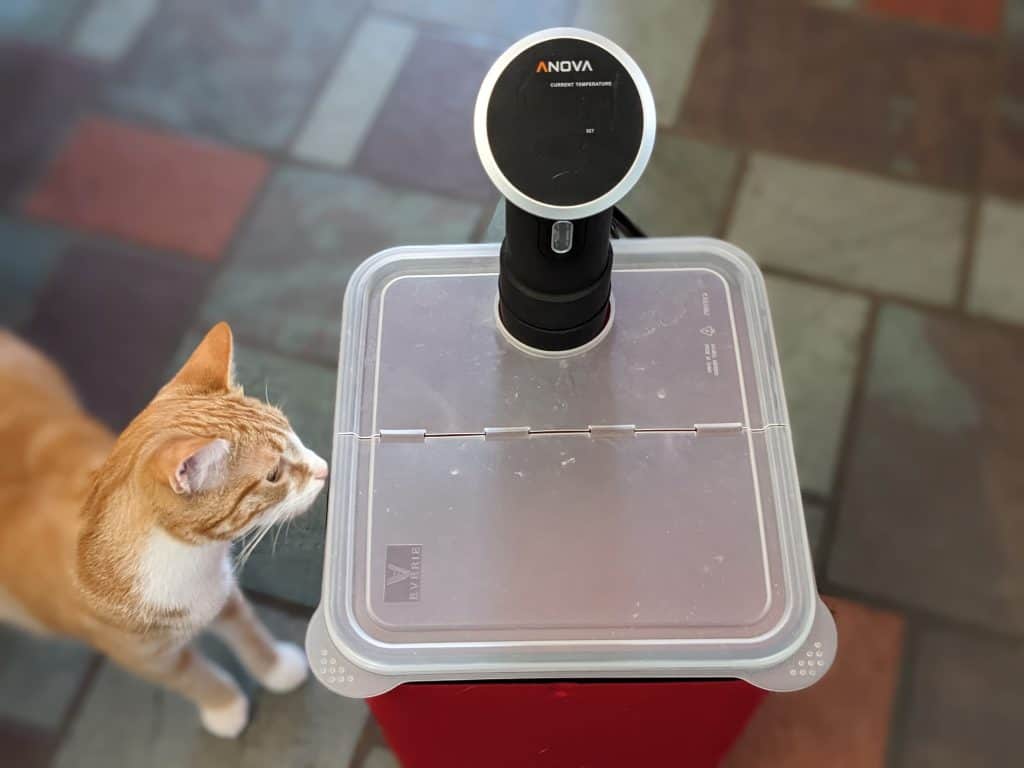 Sous vide cooker and container with cat sniffing the container