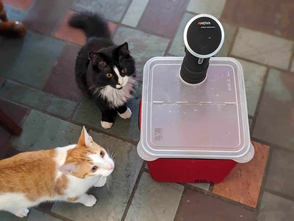 Sous vide cooker and container with 2 cats