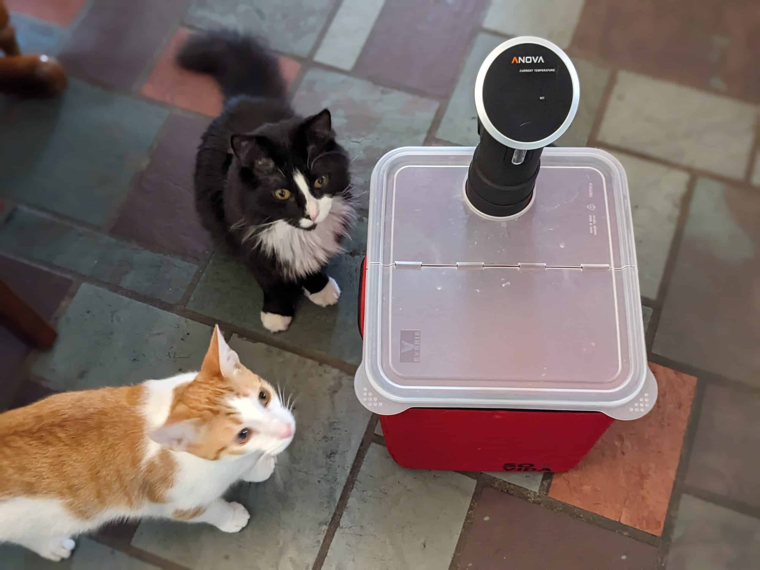 Sous vide cooker and container with two cats nearby