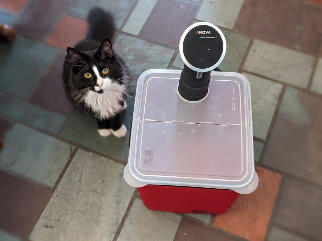 Black and white tuxedo cat sitting next to a sous vide cooker and sous vide container