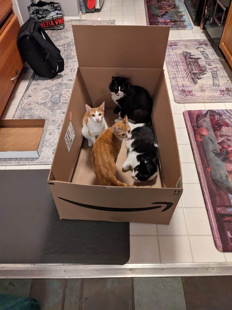 Four cats playing in a box