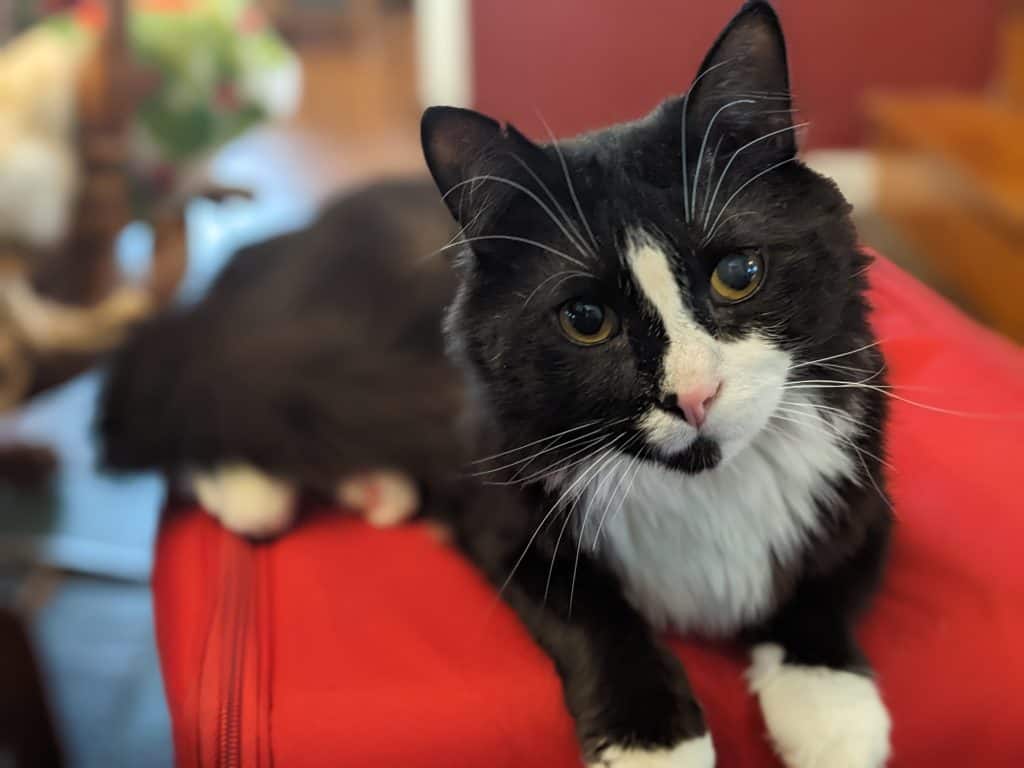 Black and white medium haired tuxedo cat on a red suitcase