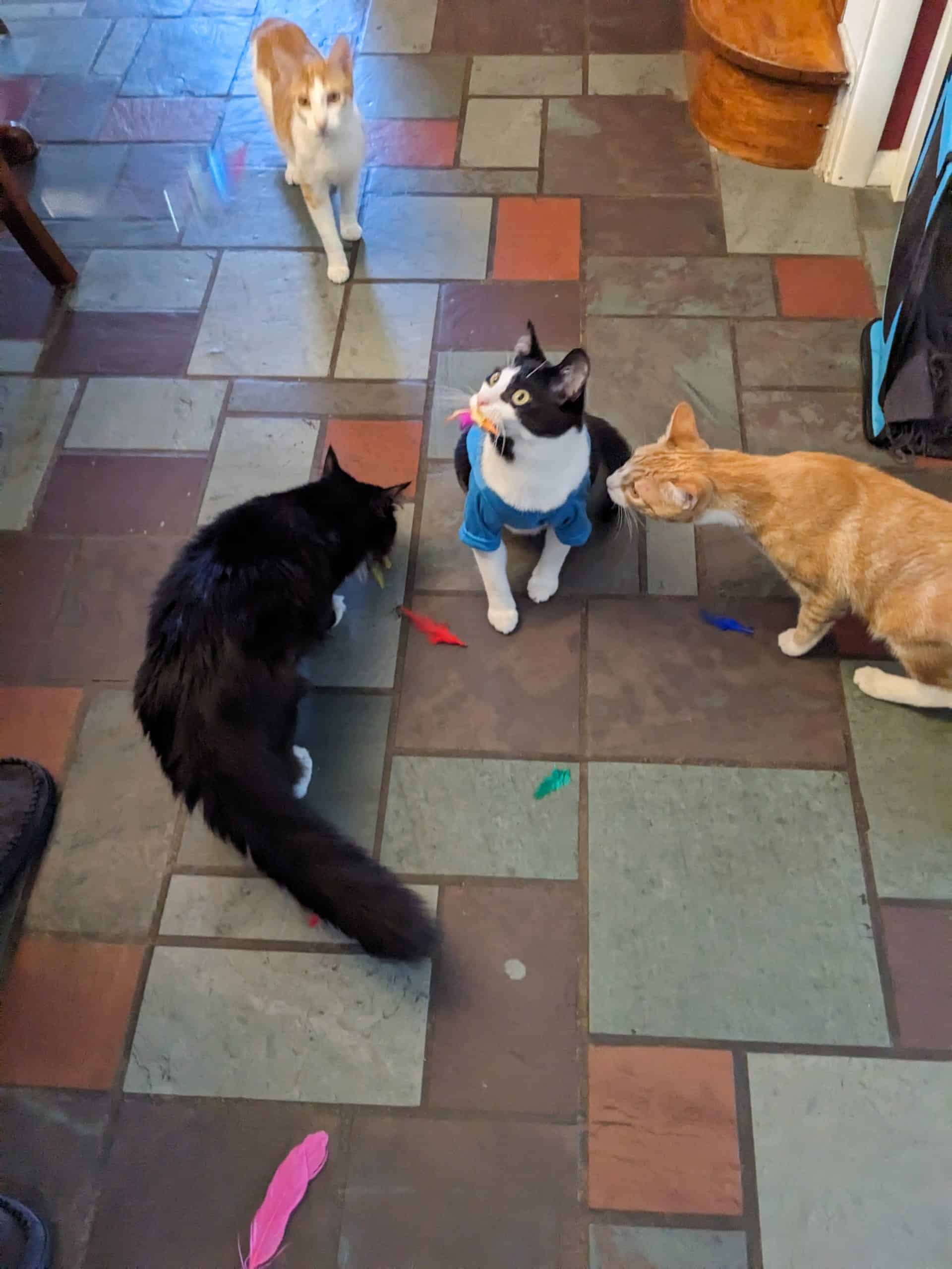 Four cats with a de-feathered toy