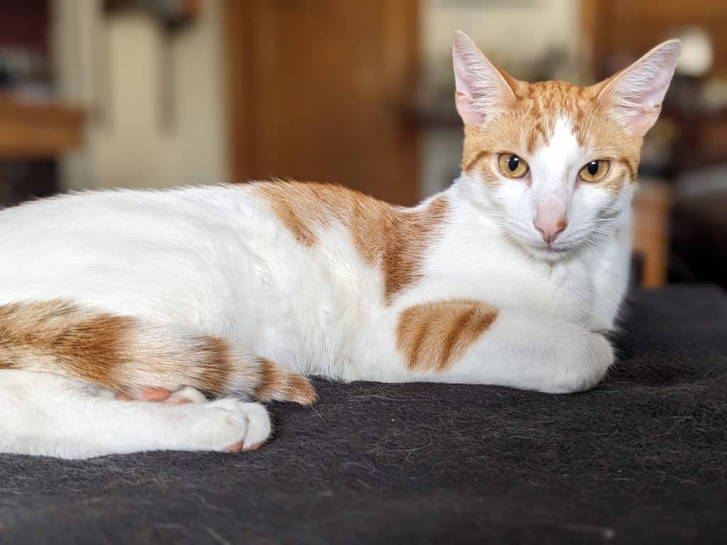 White and orange striped cat on black blanket