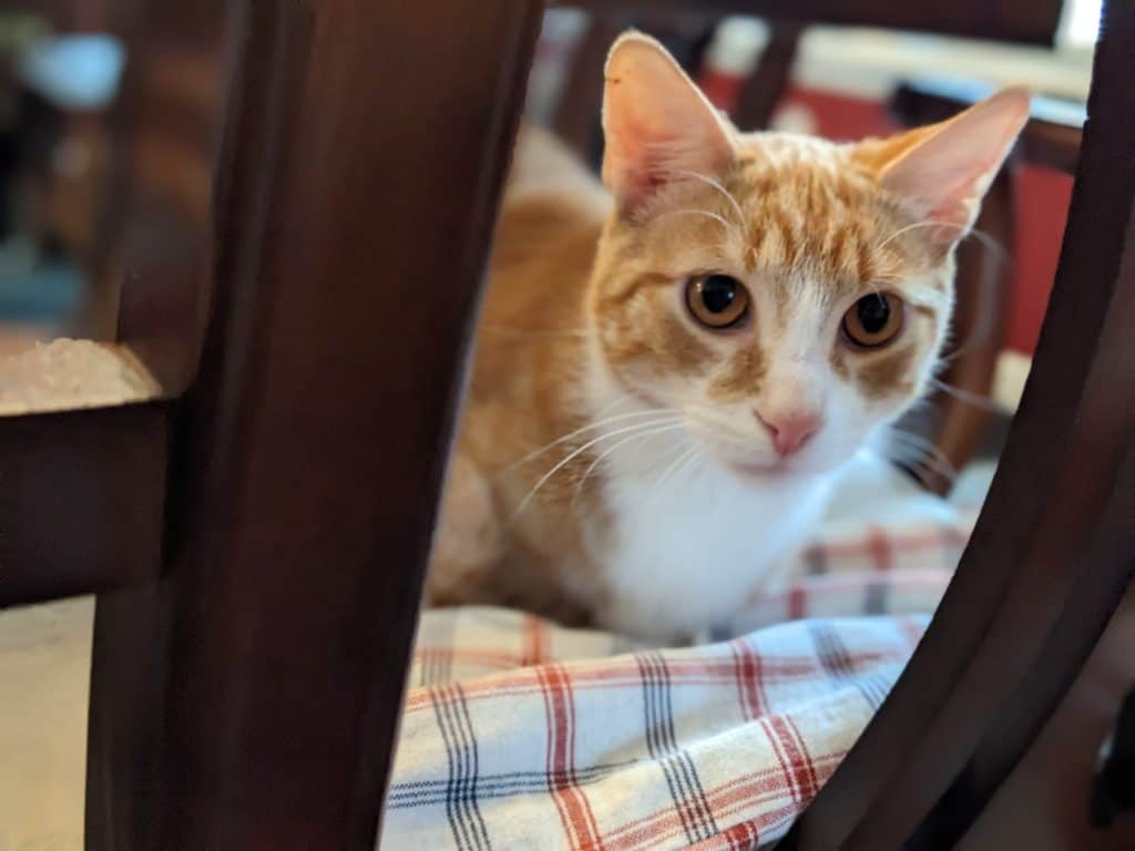 Orange and white tuxedo cat on a chair