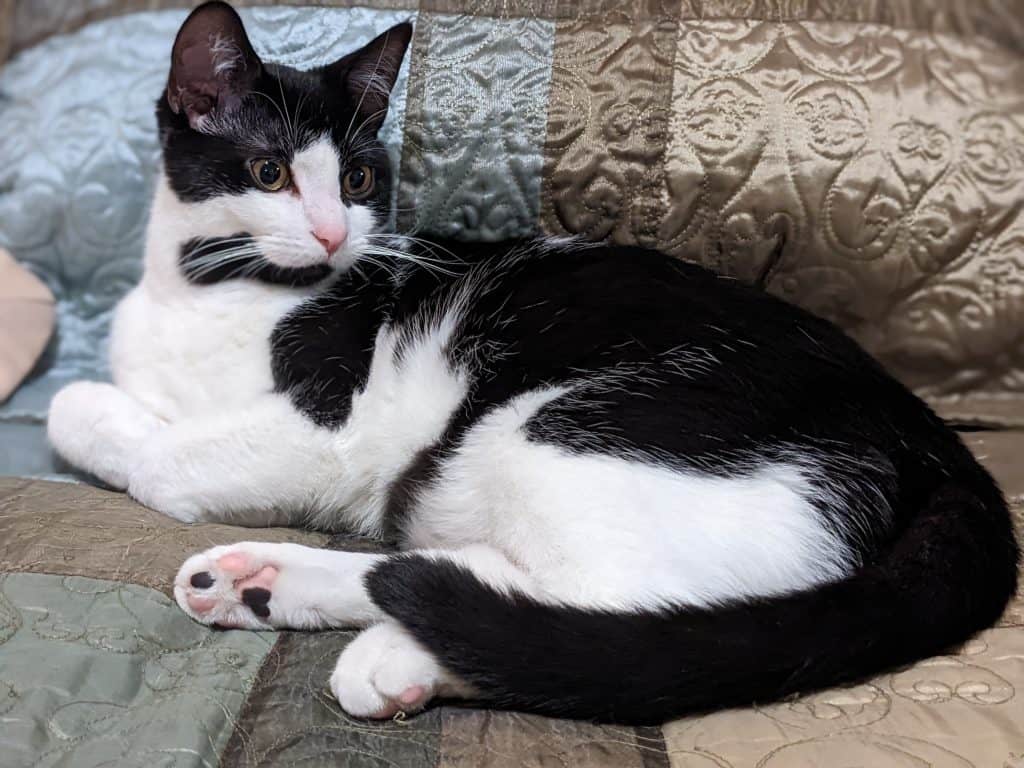 Black and white patched cat on bed