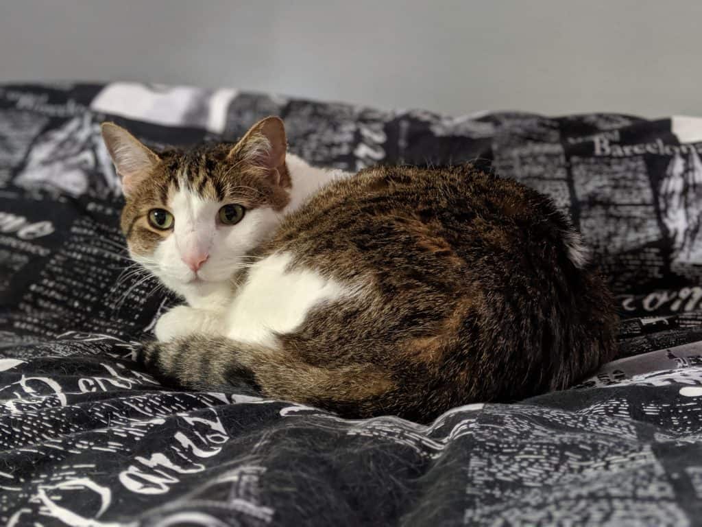 White and gray striped cat curled on bed