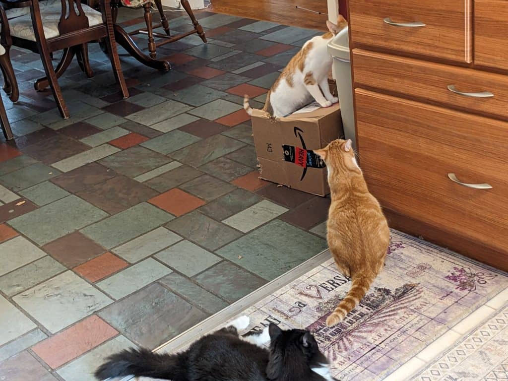 Cats surrounding a kitchen garbage container