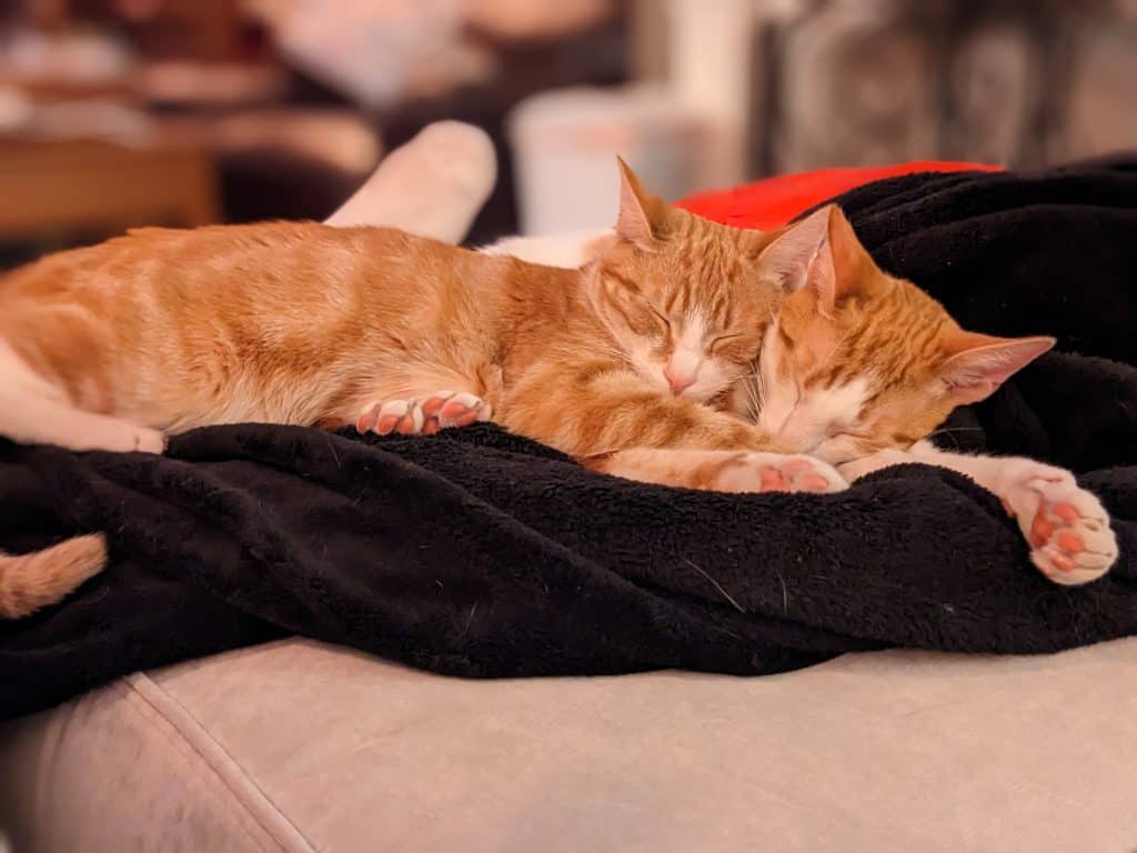 Henry and Harrison - Two orange and white cats cuddling on a black fuzzy blanket