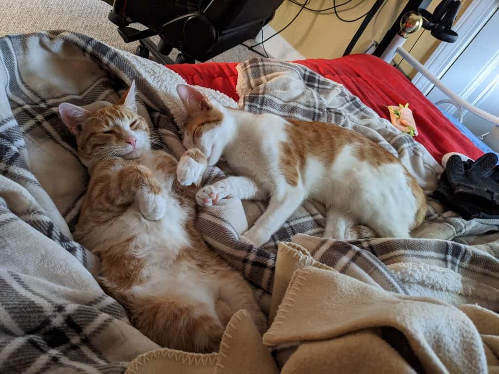 Harrison and Henry - Two orange and white cats napping on fuzzy blankets
