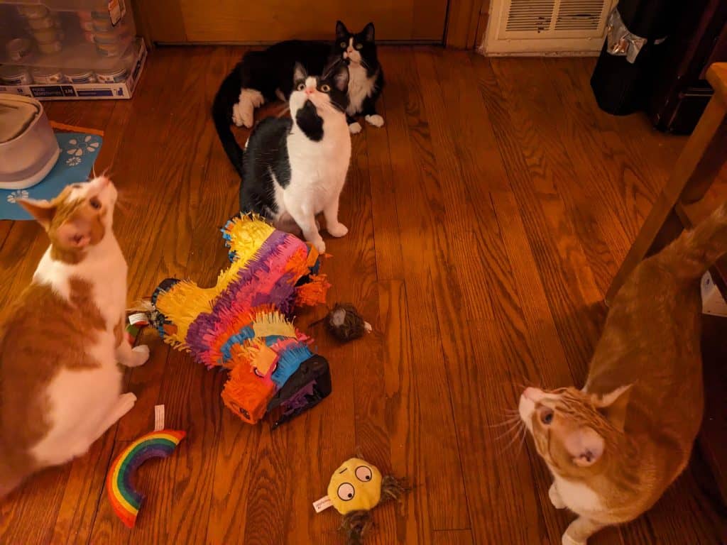 Four cats with pinata and toys - looking up