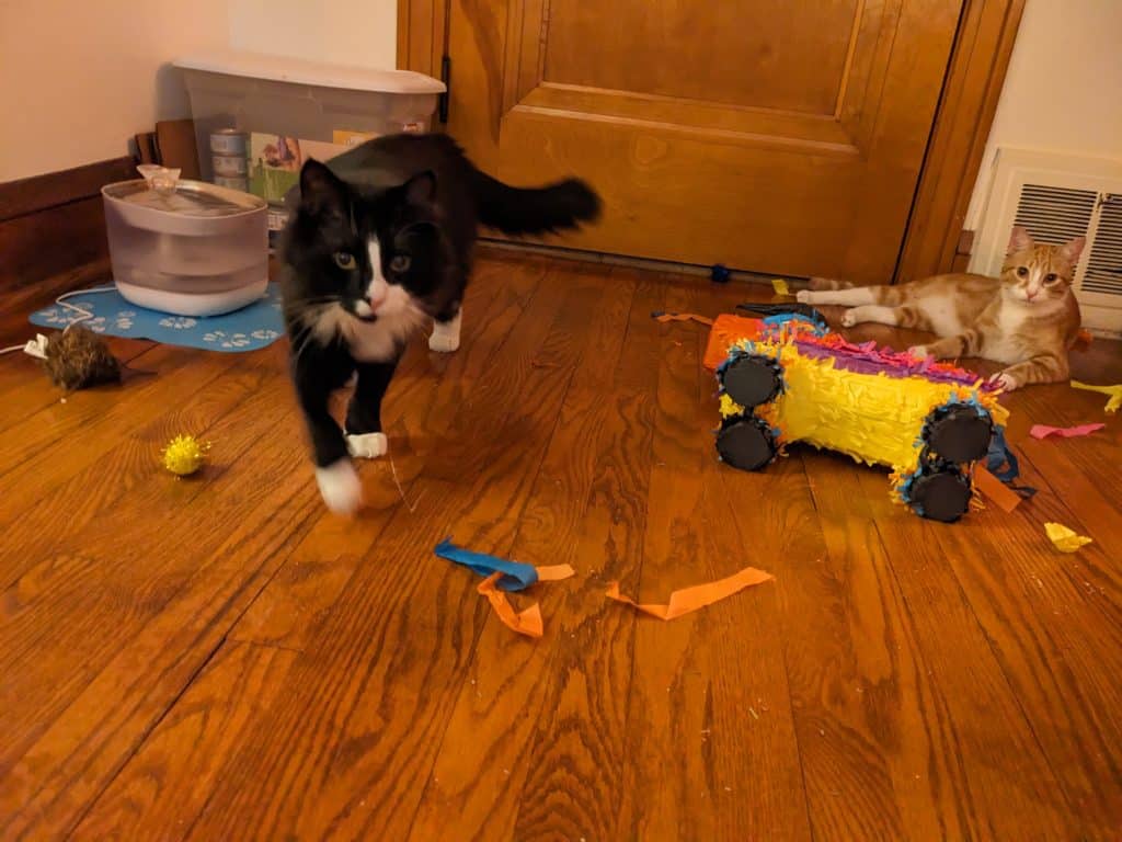 Black and White Cat and Orange Cat on floor with a pinata and cat toys