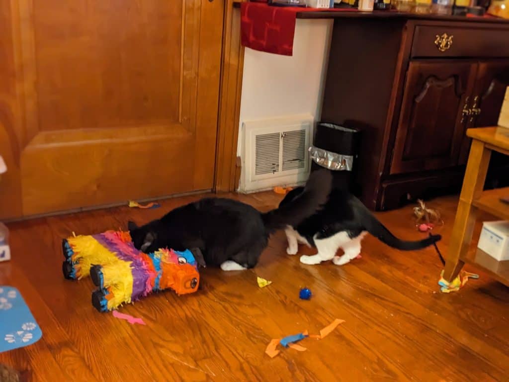 Two Black and White Cats playing with a pinata and cat toys on the floor