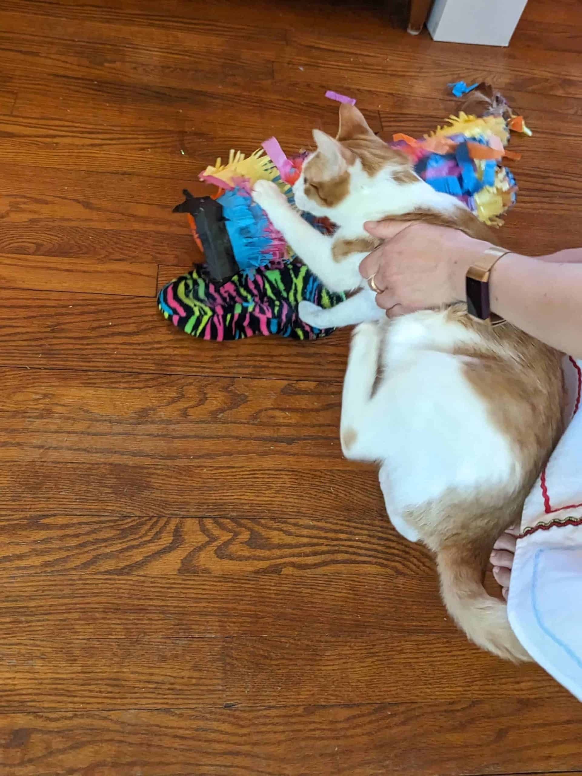 Orange and White Cat being rescued from getting stuck in a pinata