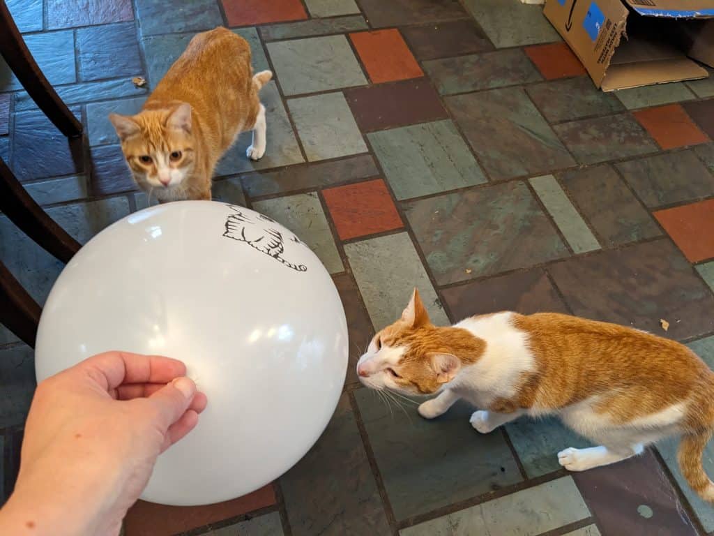 Orange Cat and Orange and White Cat investigating a balloon with a cat picture on it