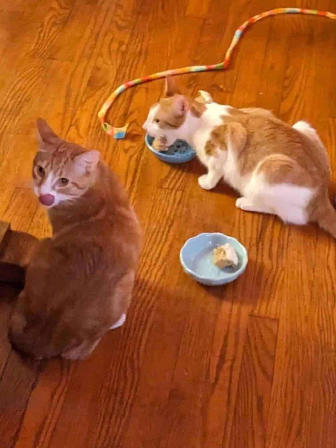 Orange Cat licking his lips while Orange and White Cat takes a bite of a cat cake