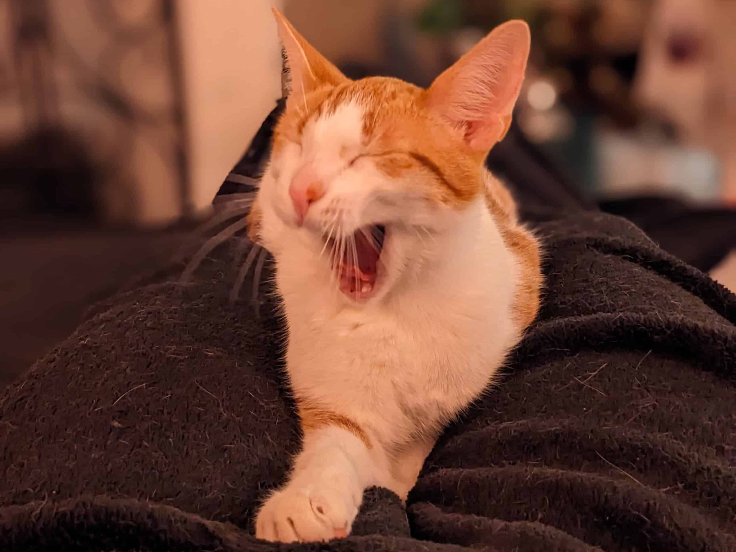 Yawning Orange and White Cat on fuzzy blanket
