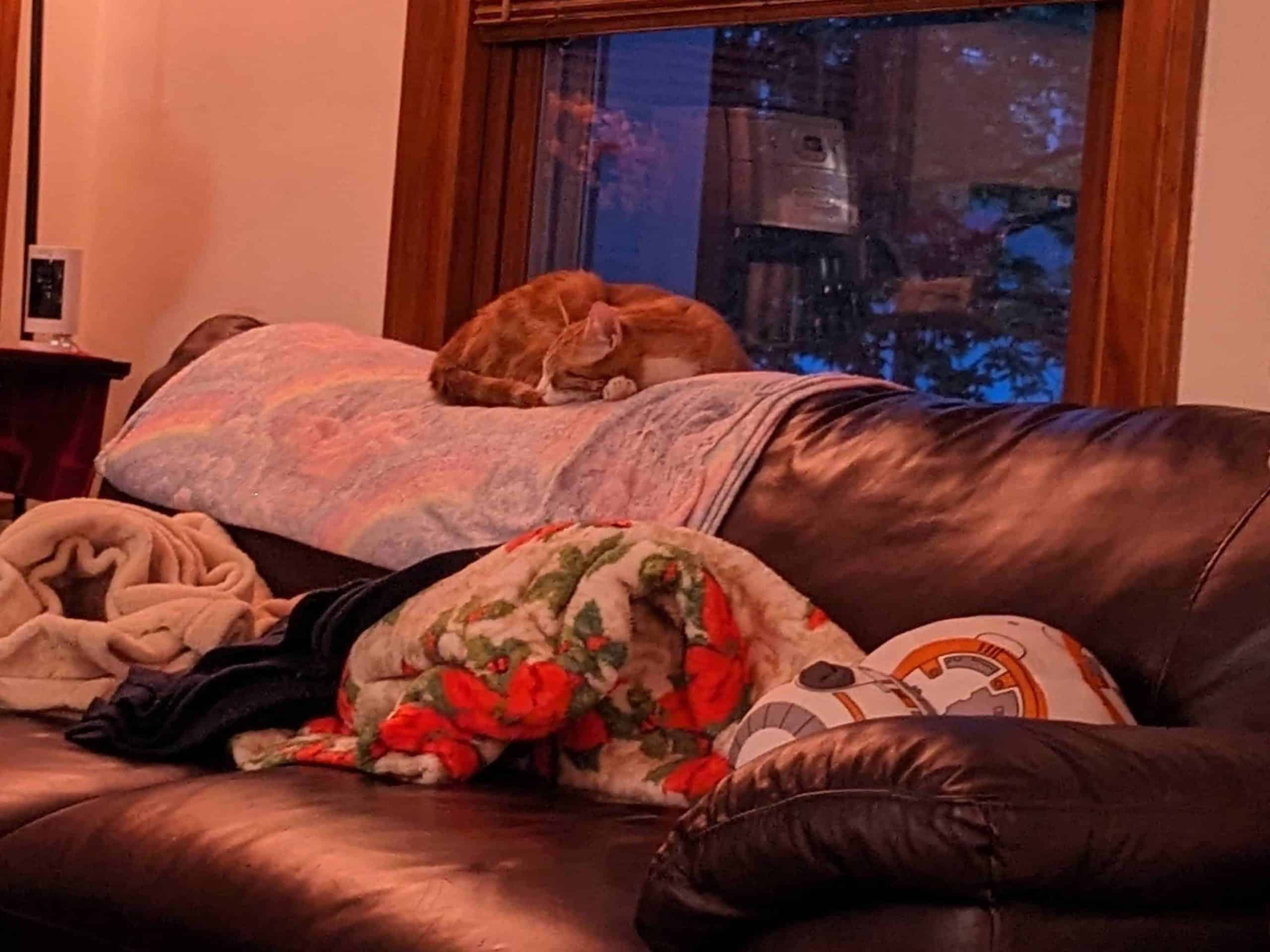 Orange cat napping on the back of a couch by a window