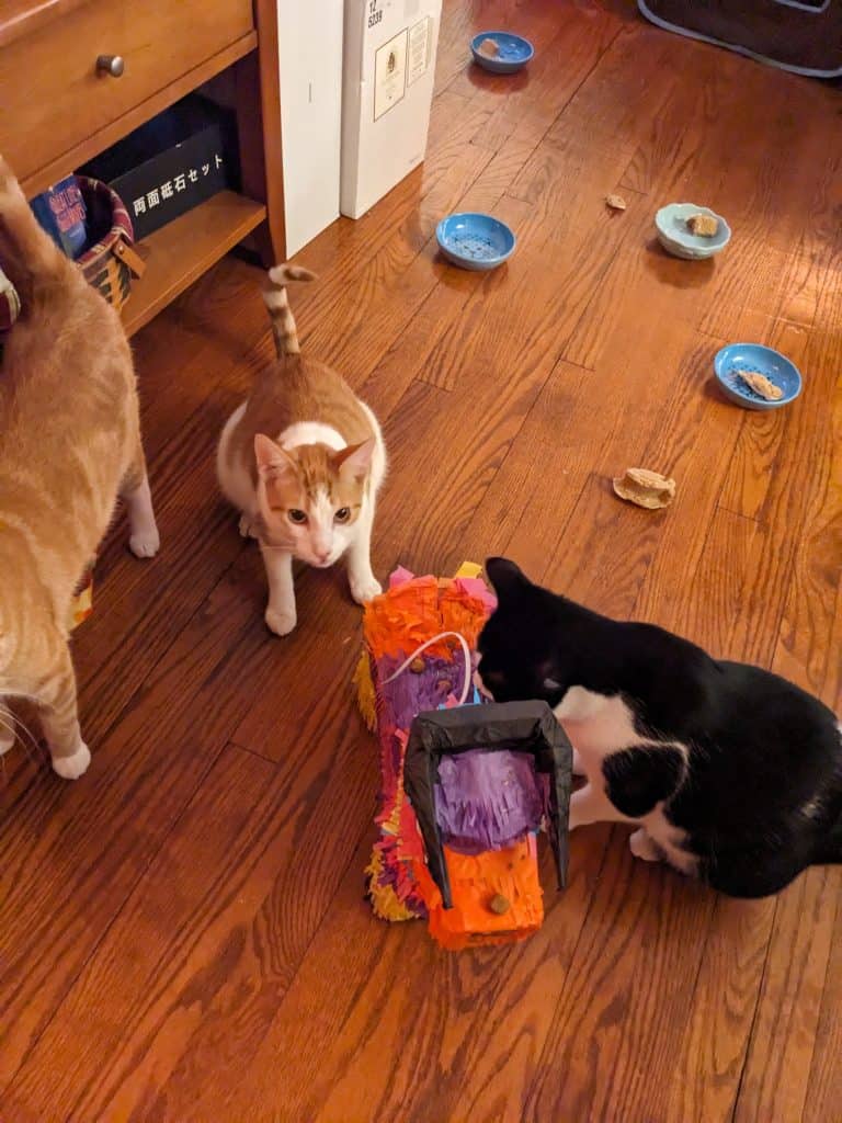 Three cats by a pinata with three cat cakes strewn across the floor