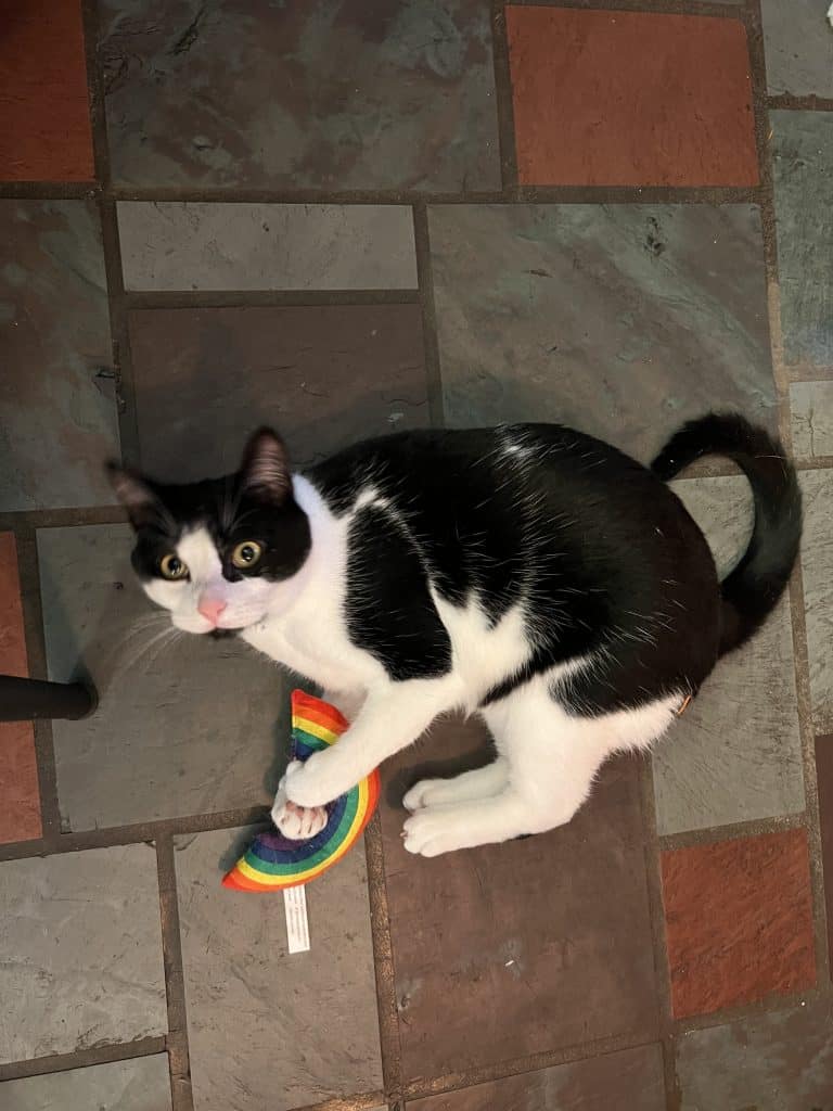 Black and white cat playing with a rainbow kick toy