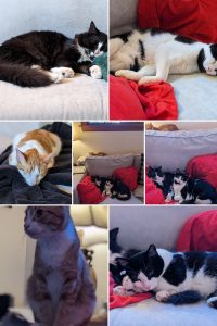 Collage of 4 cats