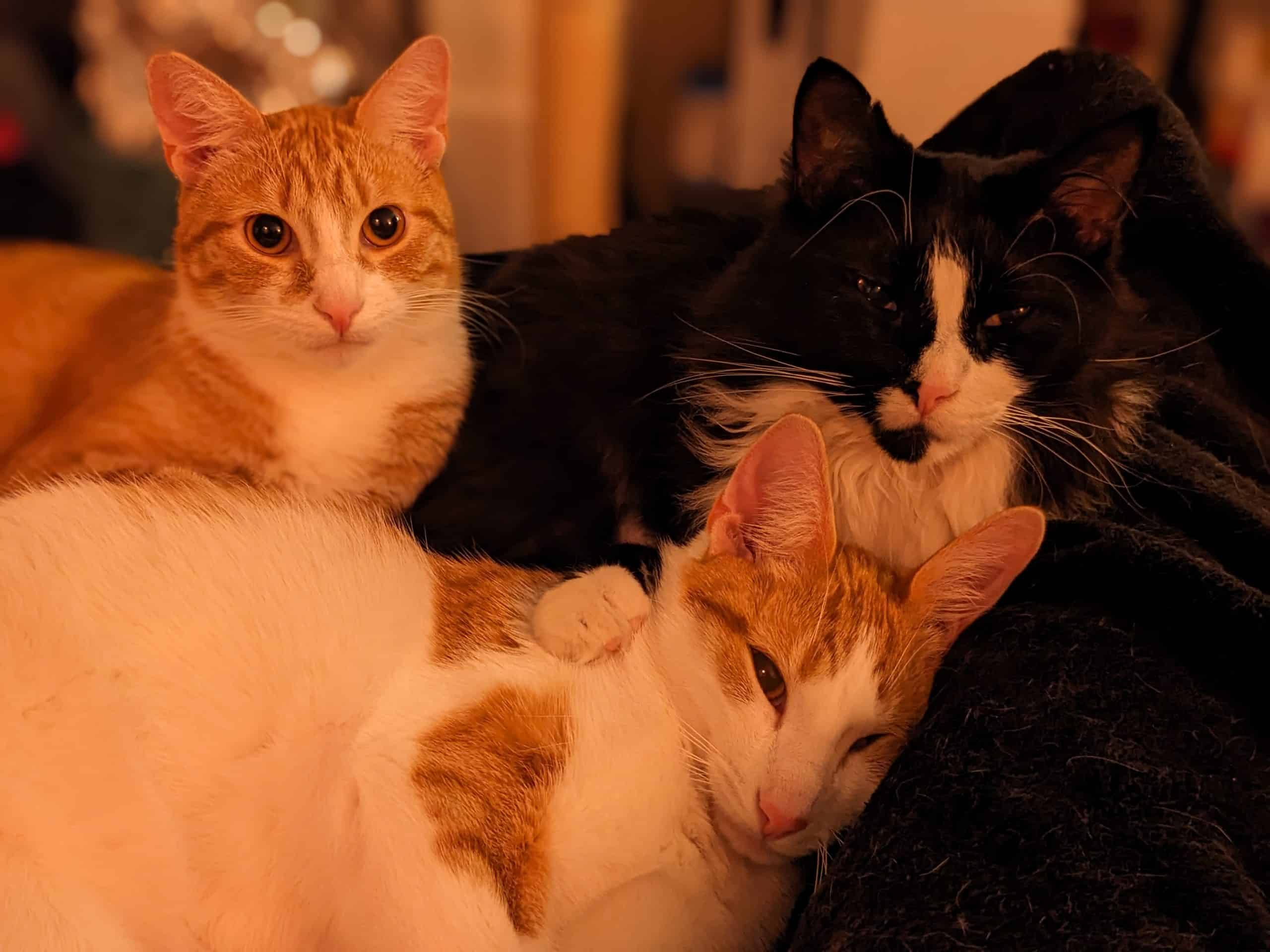 Three cats cuddled on a blanket