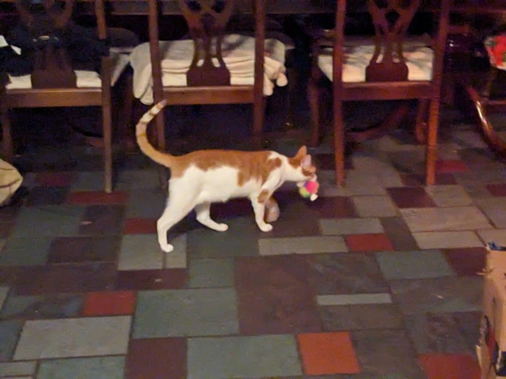 Cat carrying toy in mouth