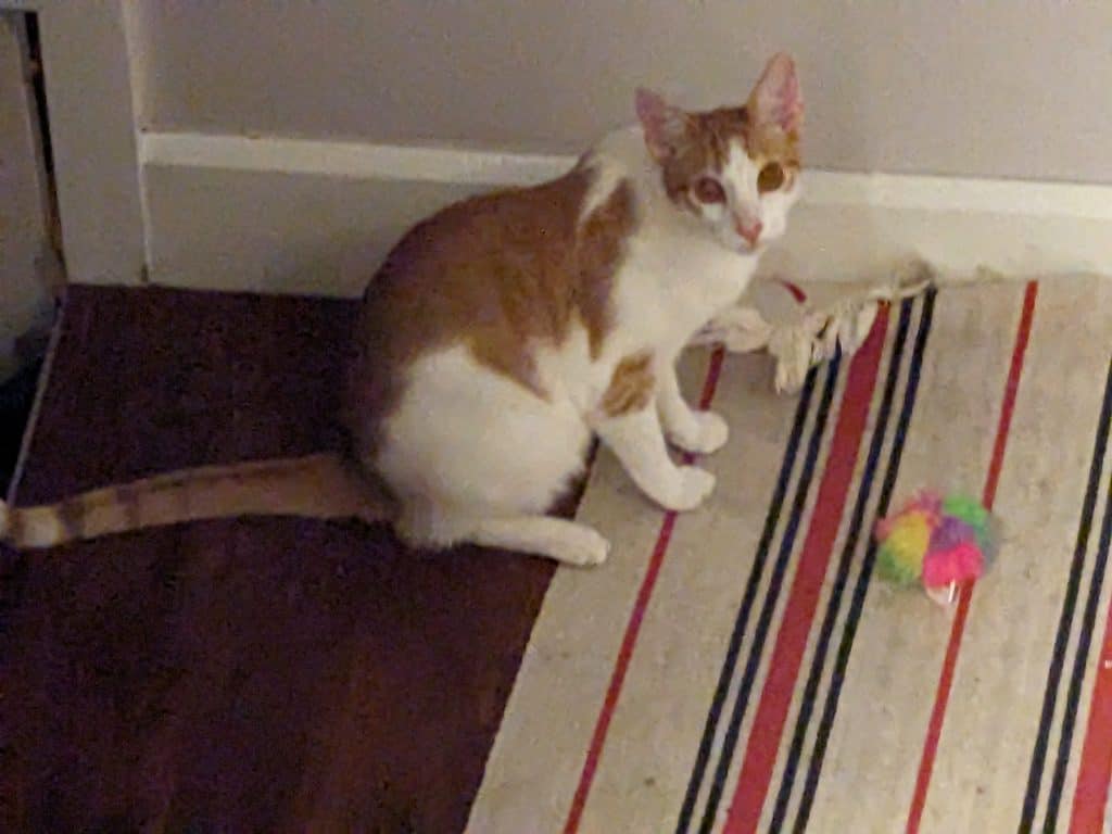 Orange and white cat sitting with toy in front of him
