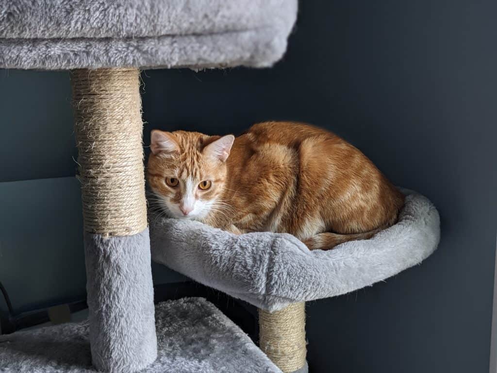 Orange cat in cat tree