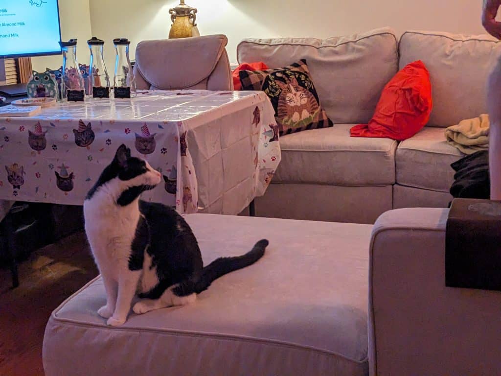 Empty carafes sitting on  Milk Bar waiting to be filled with black and white cat in foreground