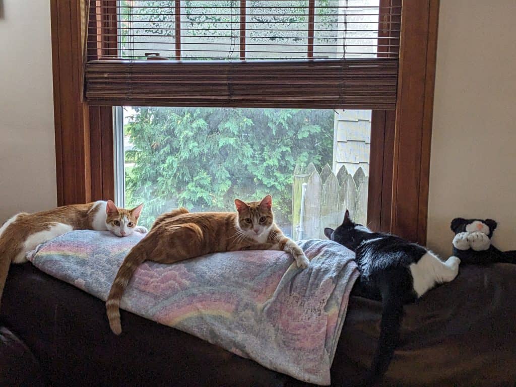 Three cats laying on back of couch by window
