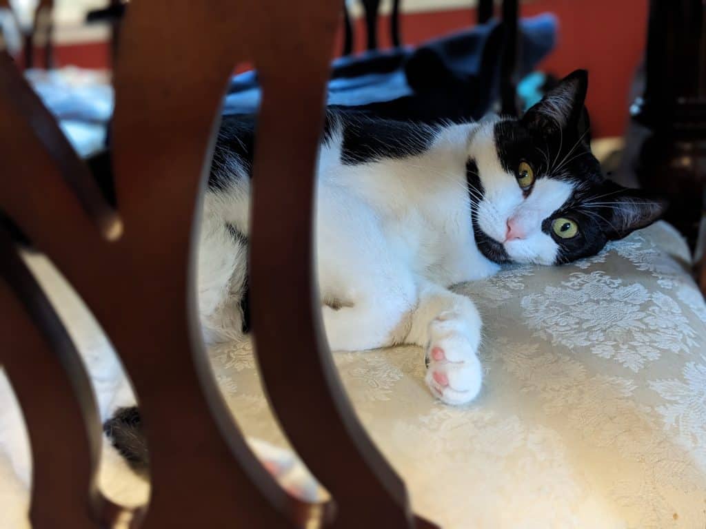 Cat sleeping on dining room chair