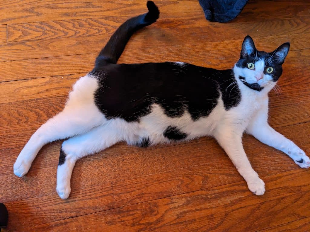 Black and white cat sprawled on the floor