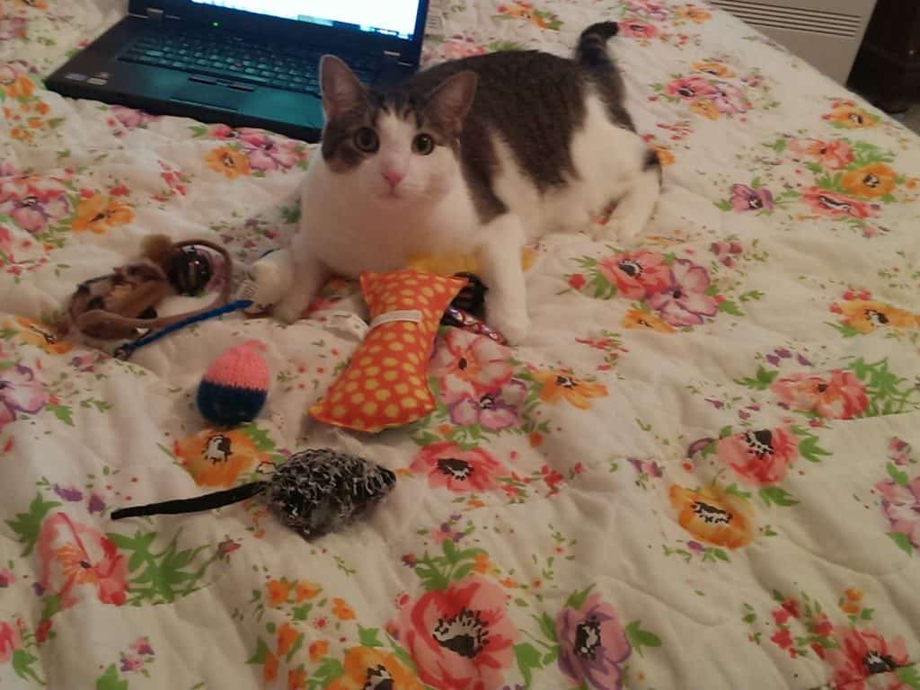 Spunky with toys on bed - cropped