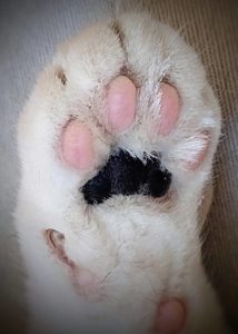 Stylized Cat Paw Print