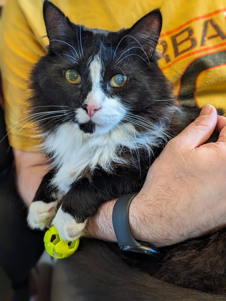 Black and white tuxedo cat with paw caught in toy