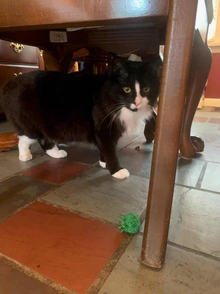 Black and white tuxedo cat with sparkly toy ball