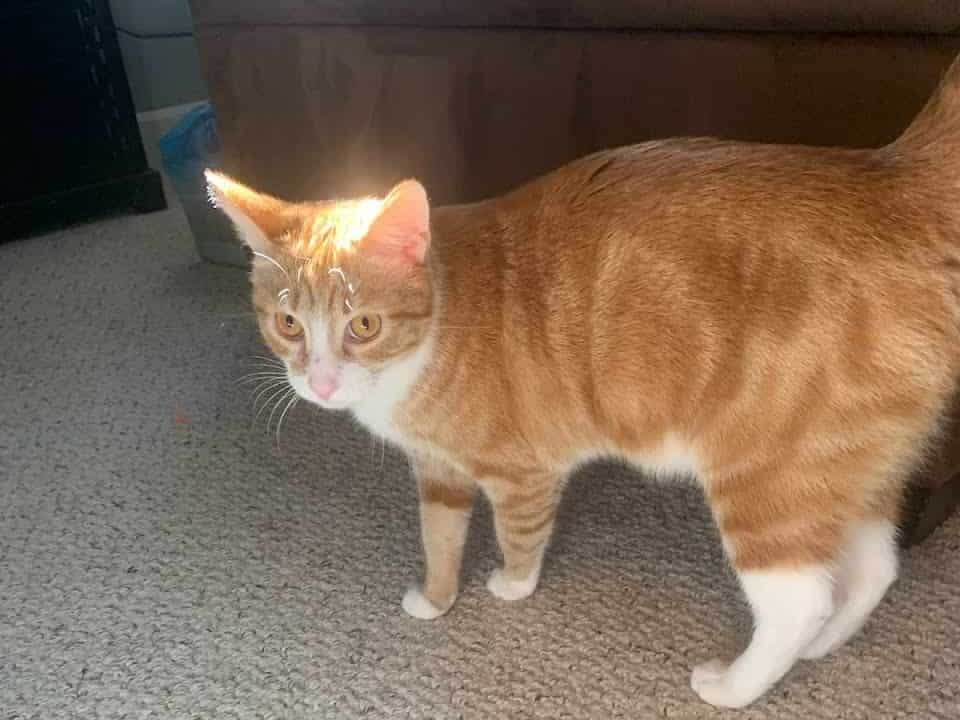 Orange tuxedo cat frowning