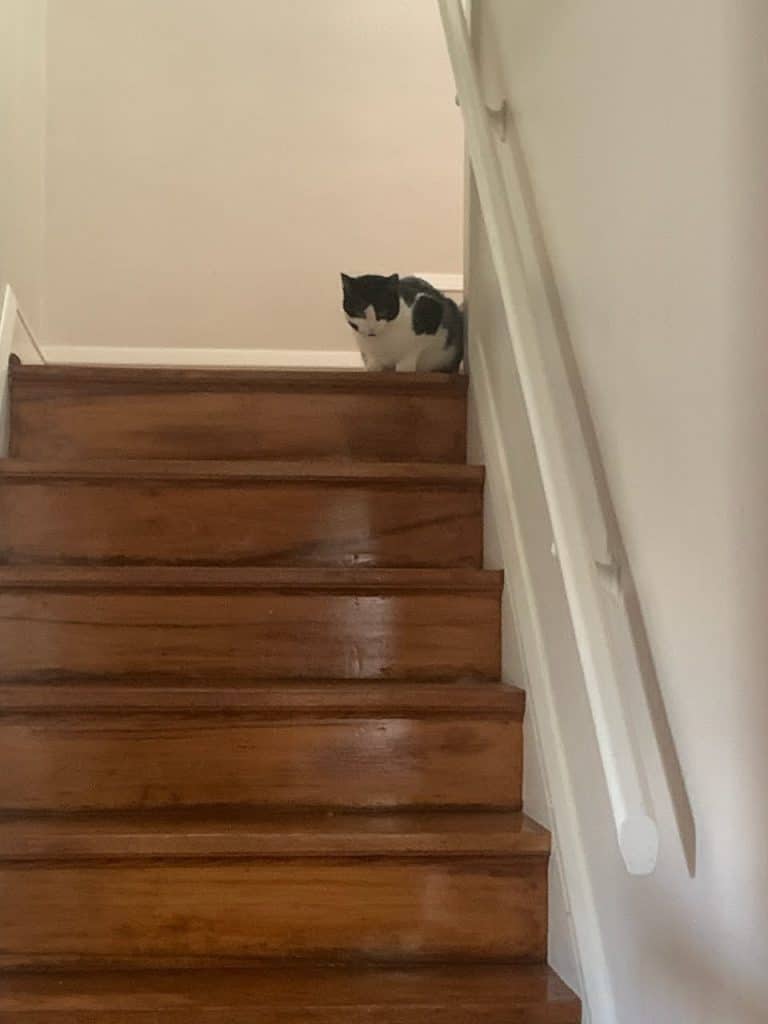 Black and white cat at the top of the stairs