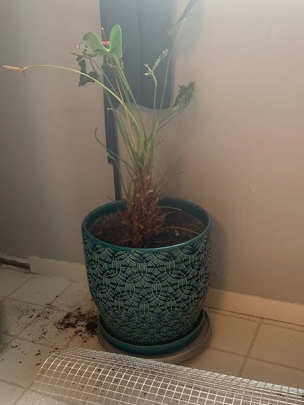 Sickly looking plant with dirt on floor and protective cage laying on the ground in front of it