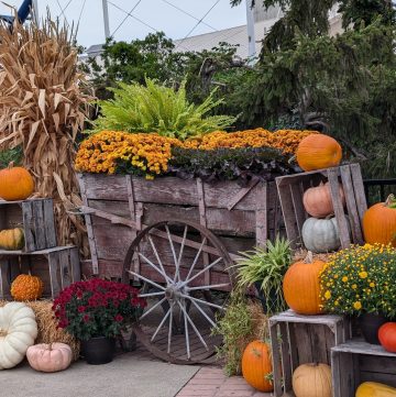 Decorative rustic cart filled with pumpkins and fall flowers with hay bales and a corn stalk