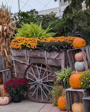 Decorative rustic cart filled with pumpkins and fall flowers with hay bales and a corn stalk