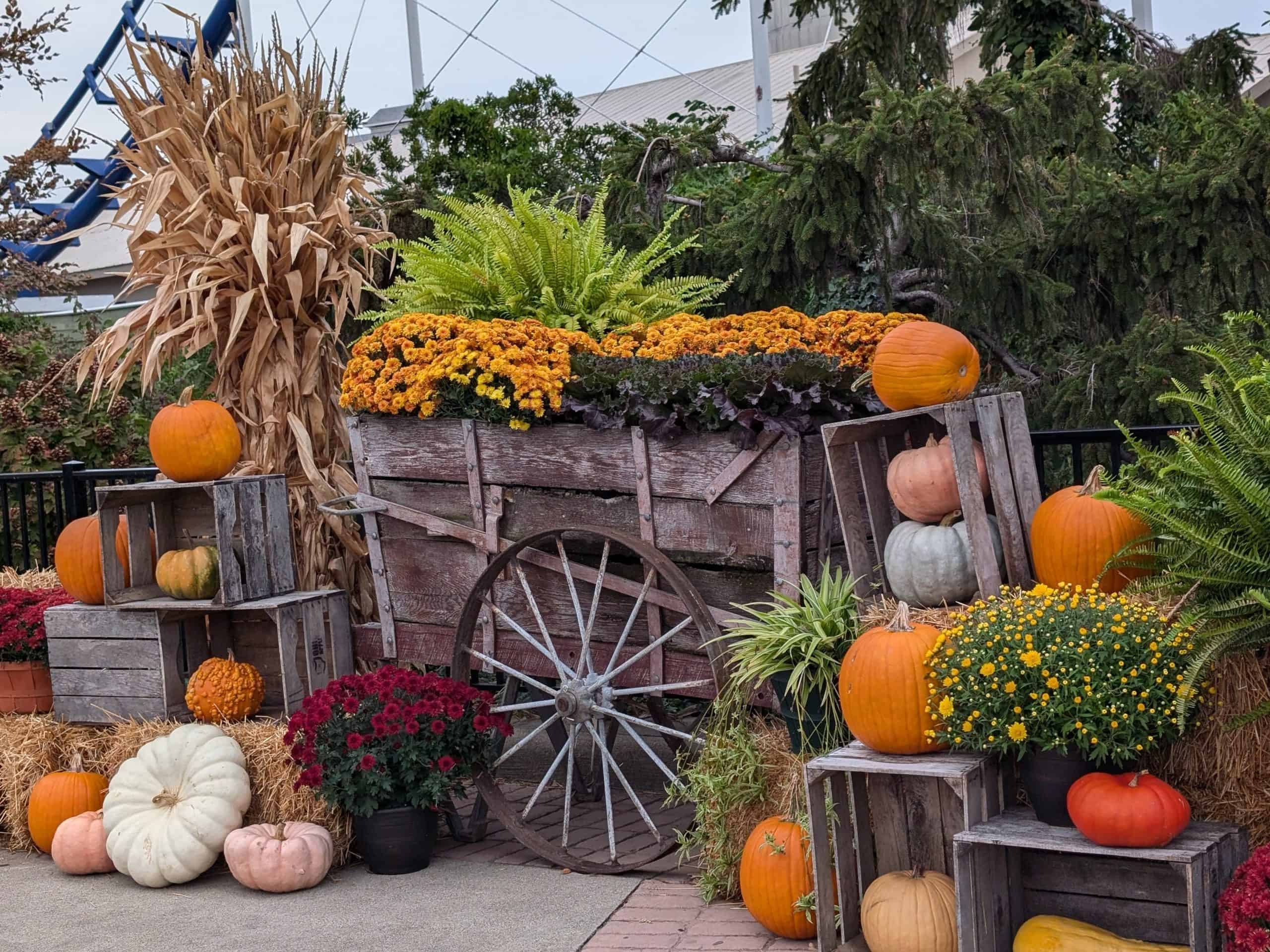 Decorative rustic cart filled with pumpkins and fall flowers with hay bales and a corn stalk